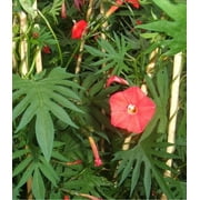 Earthcare Seeds - Cardinal Climber 35 Seeds (Ipomea Quamoclit X Sloteri) Heirloom - Open Pollinated