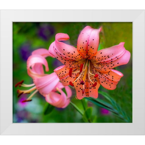 Gulin, Sylvia 14x12 White Modern Wood Framed Museum Art Print Titled - USA-Washington State-Pacific Northwest Sammamish Orange Tiger Lily close up