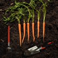 thumbnail image 4 of Juego de herramientas de jardín - 13 piezas de herramientas de jardinería con mango ergonómico resistente con estuche de transporte, rastrillo, pala, rociador y sierra de podar, 4 of 5