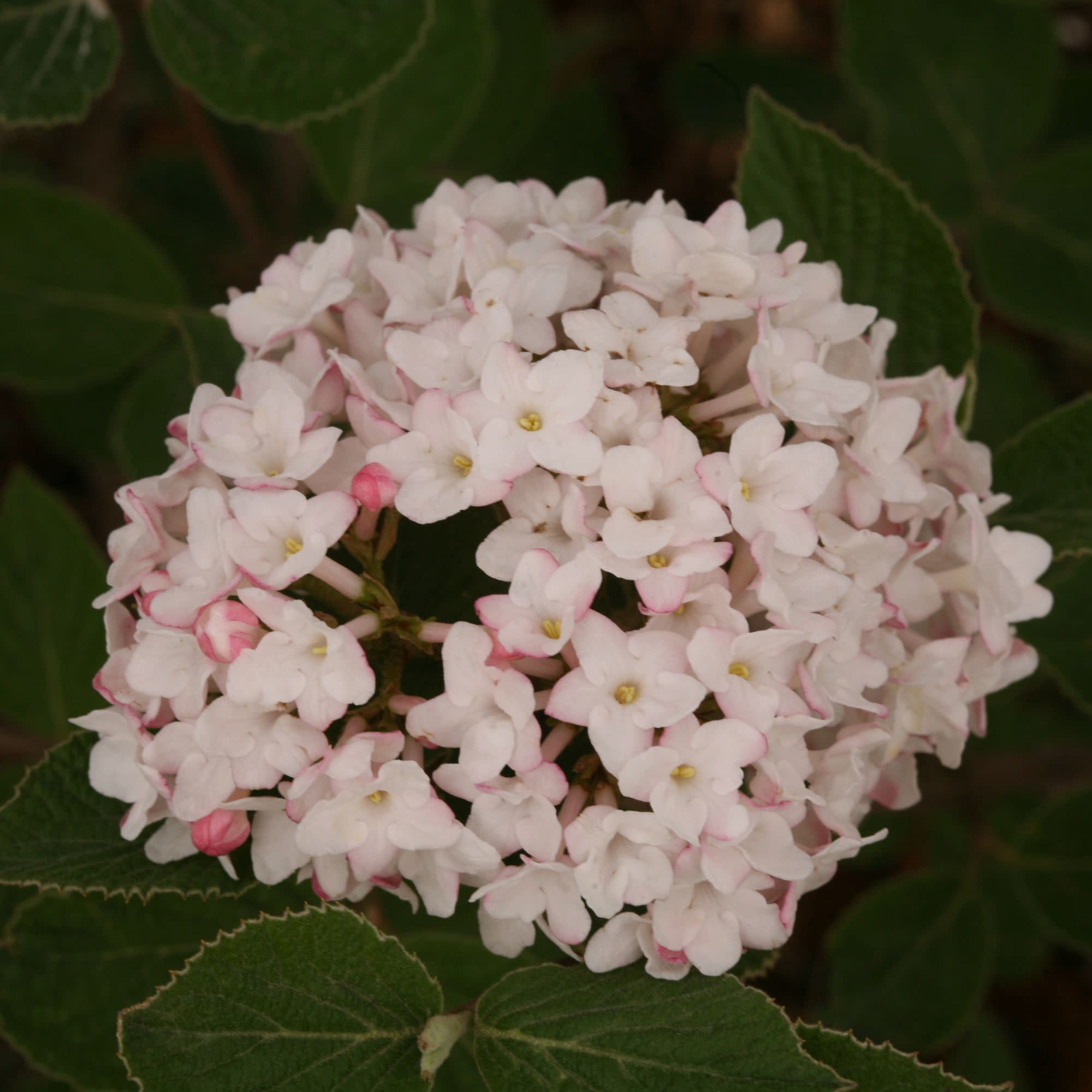 Proven Winners ColorChoice 5" White Spice Baby Koreanspice Viburnum Live Plant in 4.5" Pot (4 Count)