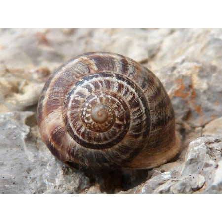 Spandex Stretch Bib - Canvas Print Baby Bibs Brown Snail Spiral Shell Molluscum Stretched Canvas 10 x 14