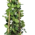 thumbnail image 4 of Expert Gardener Star Jasmine, 18-24 Tall, Flowering Outdoor Plant Shrub, 2.25 gal Pot, Full Sun, 4 of 5