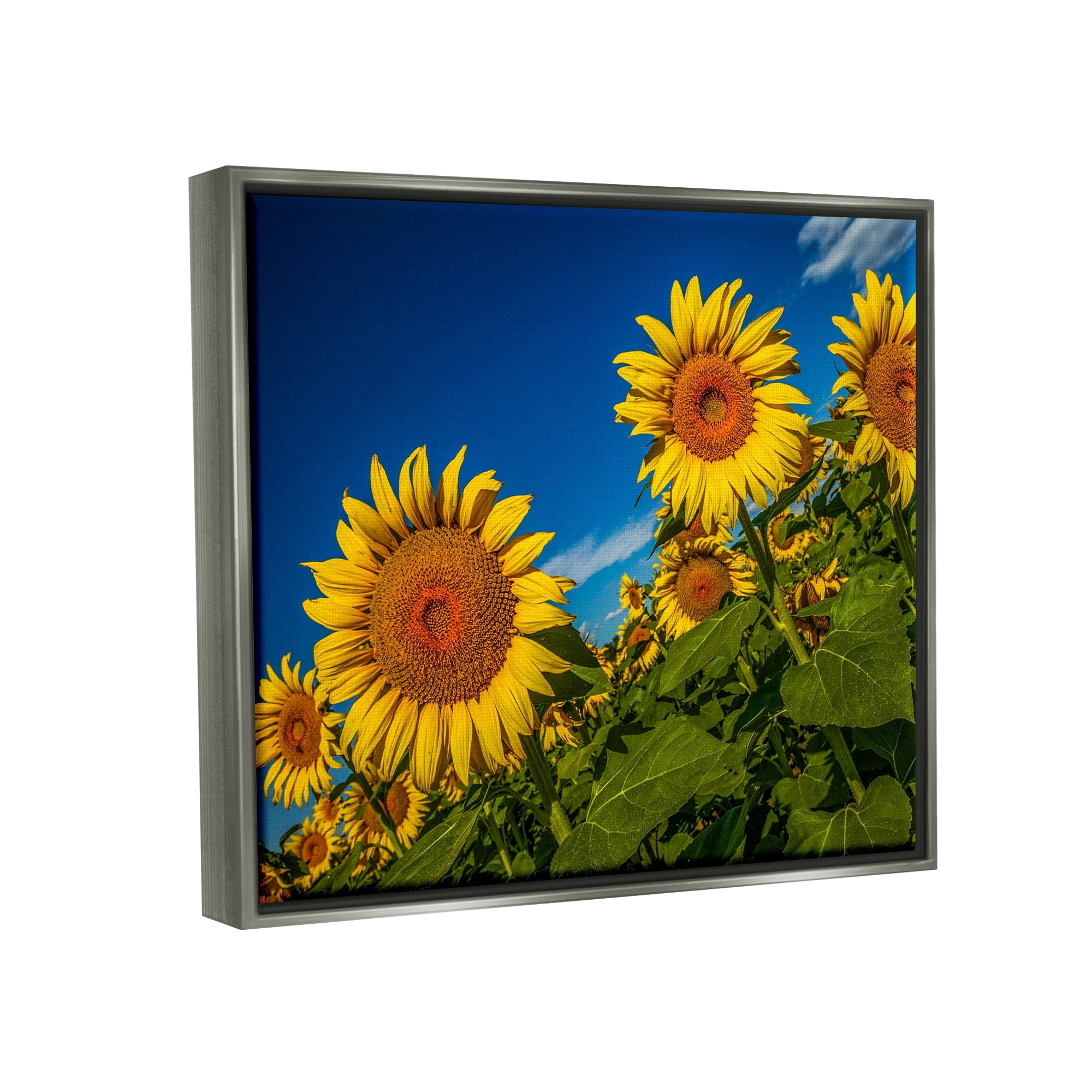 Stupell Industries Gorgeous Sunflower Field Summery Blue Clouds Sky Photograph Luster Gray Floating Framed Canvas Print Wall Art, Design by Steve Smith