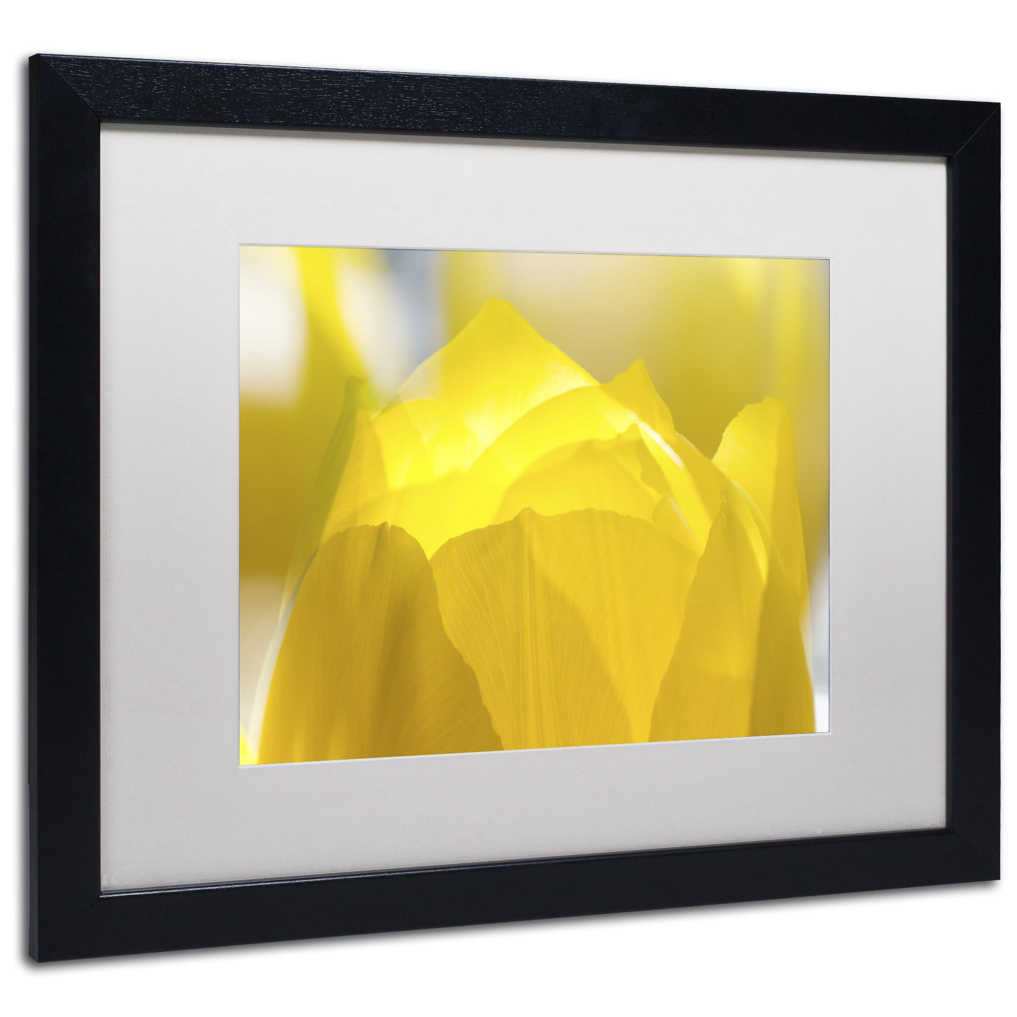 Trademark Fine Art "Yellow Tulip" Canvas Art by Kurt Shaffer White Matte, Black Frame