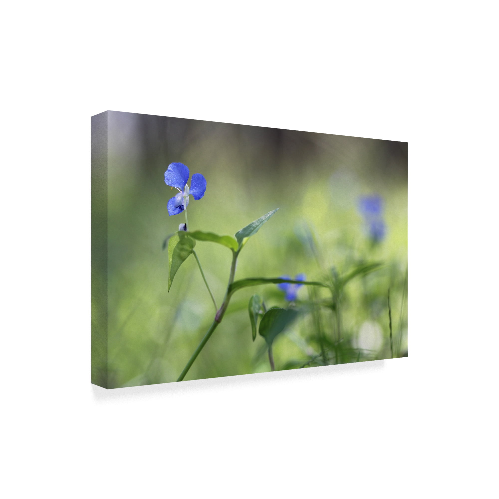 Trademark Fine Art 'Blue Prince' Canvas Art by Incredi