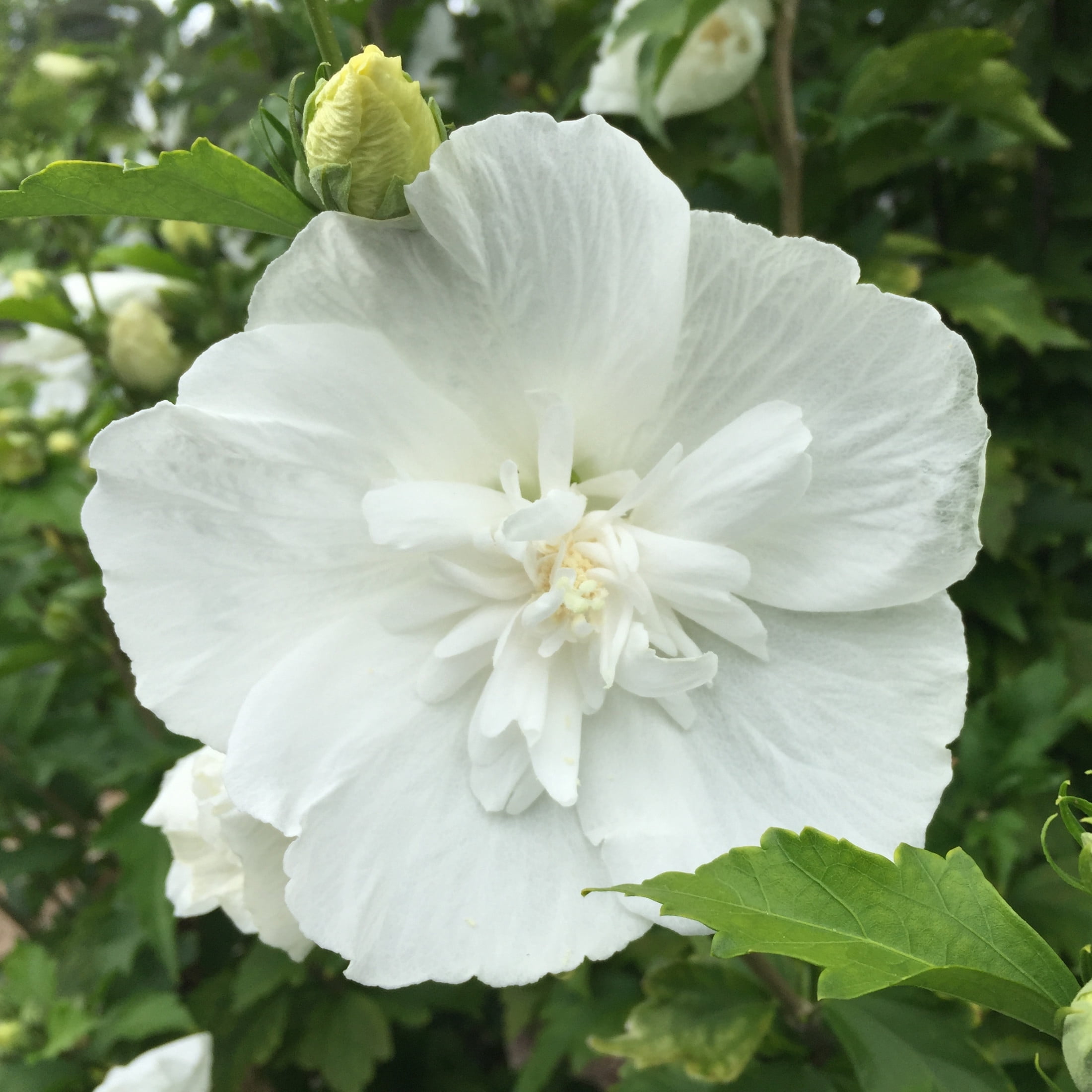 Proven Winners ColorChoice 6" White Chiffon Rose of Sharon Live Plant in 7.5" Pot