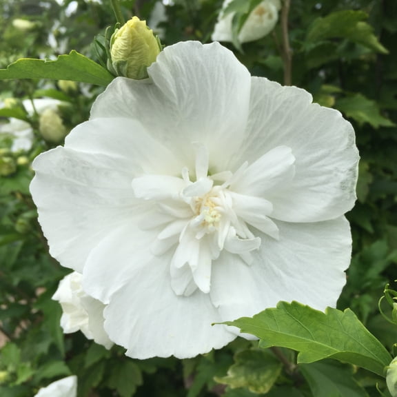 Proven Winners ColorChoice 5" White Chiffon Rose of Sharon Live Plant in 4.5" Pot (4 Count)