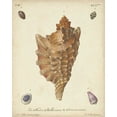 thumbnail image 2 of Knorr 12x14 Gold Ornate Wood Framed with Double Matting Museum Art Print Titled - Antique Knorr Shells VI, 2 of 4
