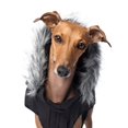 thumbnail image 3 of Canada Pooch Everest Explorer Fleece Lined Insulated Dog Coat (Black, 28 (27-29" back length)), 3 of 7