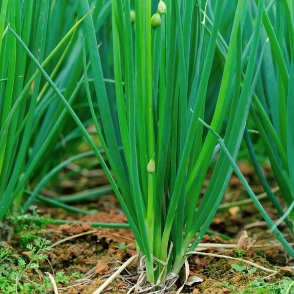 150 Walking Onion Plants Seeds for Planting, Walking Onion Seeds, Fast-Growing and High Yielding, Large  Walking Onion