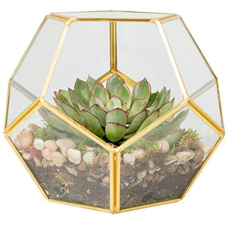 Deco Sphere Glass Terrarium Container, Succulent & Air