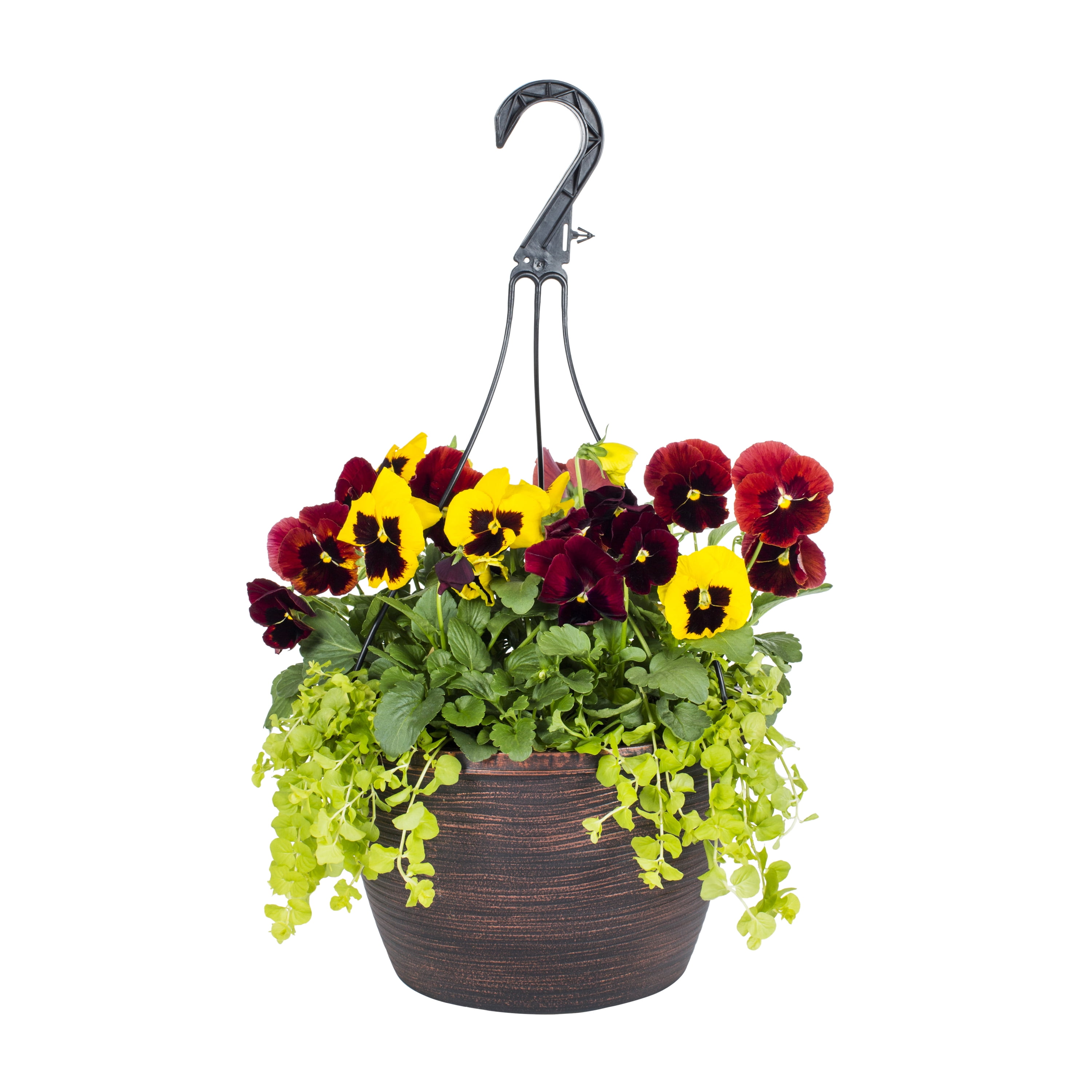 Expert Gardener 12' Multi-color Pansy Live Plant Hanging Basket