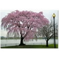 thumbnail image 1 of Trademark Fine Art "Cherry Tree" Canvas Art by CATeyes, 1 of 4