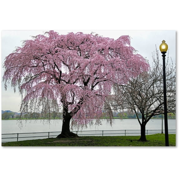 Trademark Fine Art "Cherry Tree" Canvas Art by CATeyes