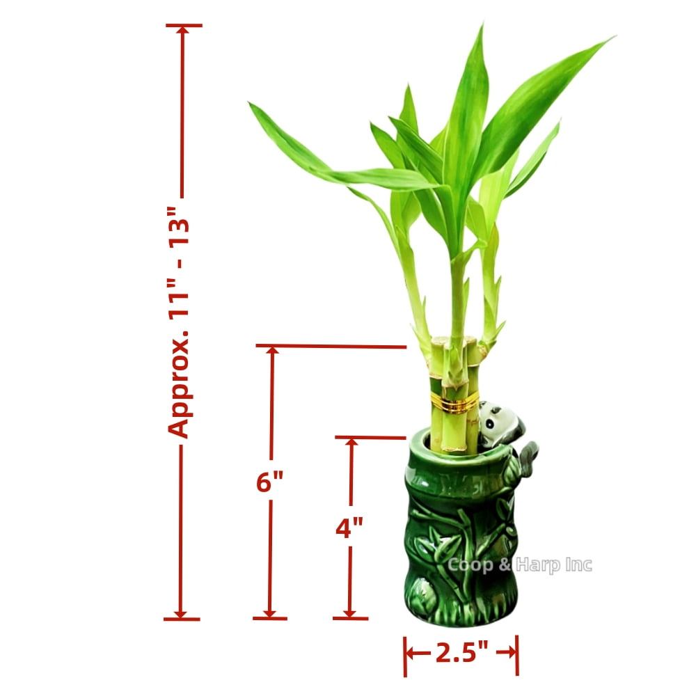Coop & Harp 3-Stalk 6" Lucky Bamboo Live Indoor Plant with Ceramic Panda Vase, Live Indoor Lucky Bamboo For Home and Office