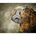 thumbnail image 2 of CafePress - Barn Owl Throw Blanket - Soft Fleece Throw Blanket, 50"x60" for All Ages, 2 of 2
