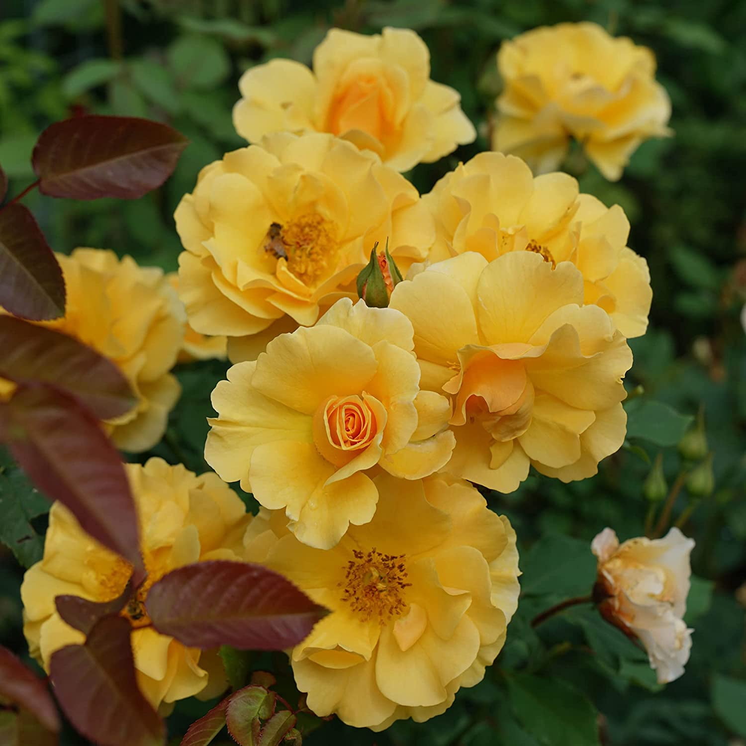 Proven Winners ColorChoice Sunorita Rose Live Shrub (2 Gallon)