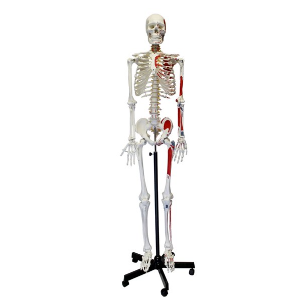 human skeleton model full size