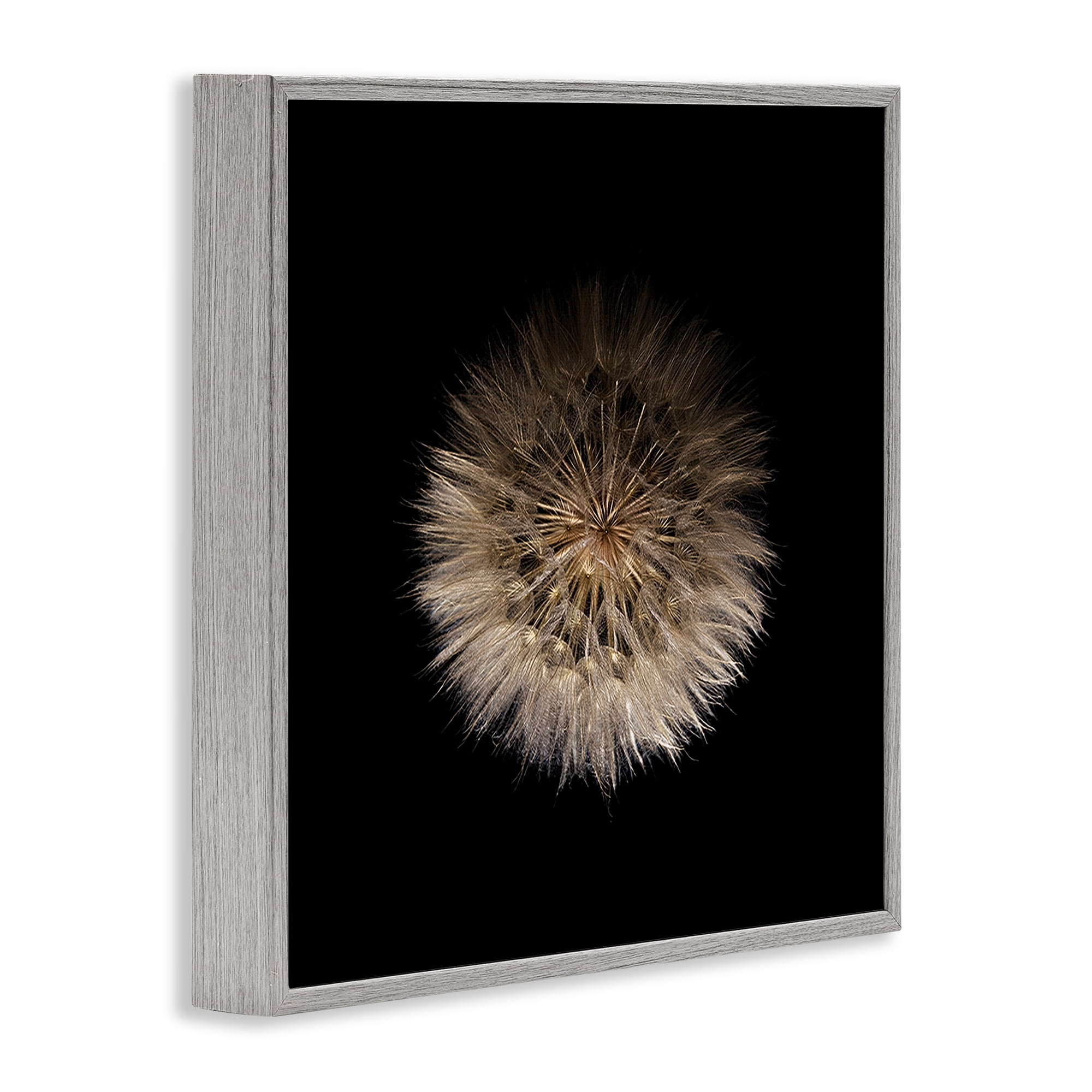 Stupell Industries Wispy Dandelion on Black Gray Framed Giclee Art, design by Beth Adoette