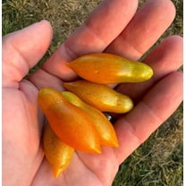 Golden Baby San Marzano Heirloom Tomato Premium Seed Packet