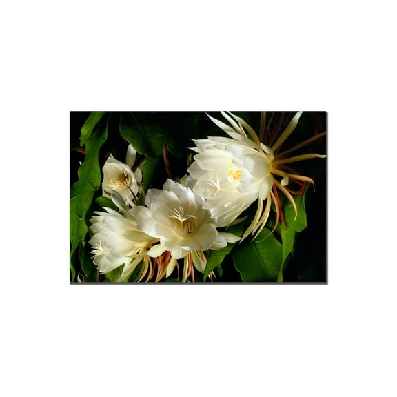 Trademark Art "Night Blooming Cereus Abstract" Canvas Art by Kurt Shaffer, 16x24
