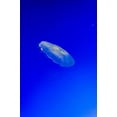 thumbnail image 2 of Miller, Anna 17x24 White Modern Wood Framed Museum Art Print Titled - Graceful Jellyfish in Aquarium, 2 of 4