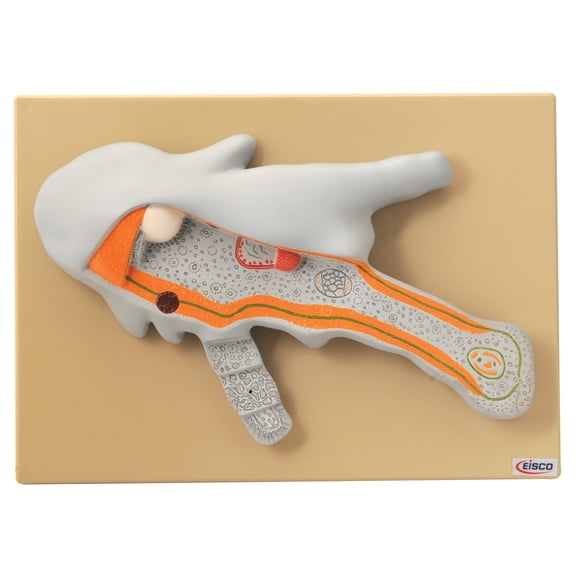 Eisco Labs Amoeba Model