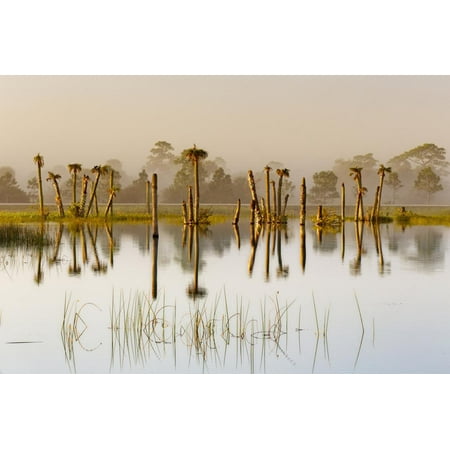 Palm trees at sunrise, Viera Wetlands or Rich Grissom Memorial Wetlands, Brevard county, Florida. Print Wall Art By Adam