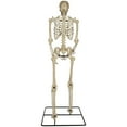 thumbnail image 3 of Poseable Skeleton with Lighted Red Eyes 10ft, 3 of 5