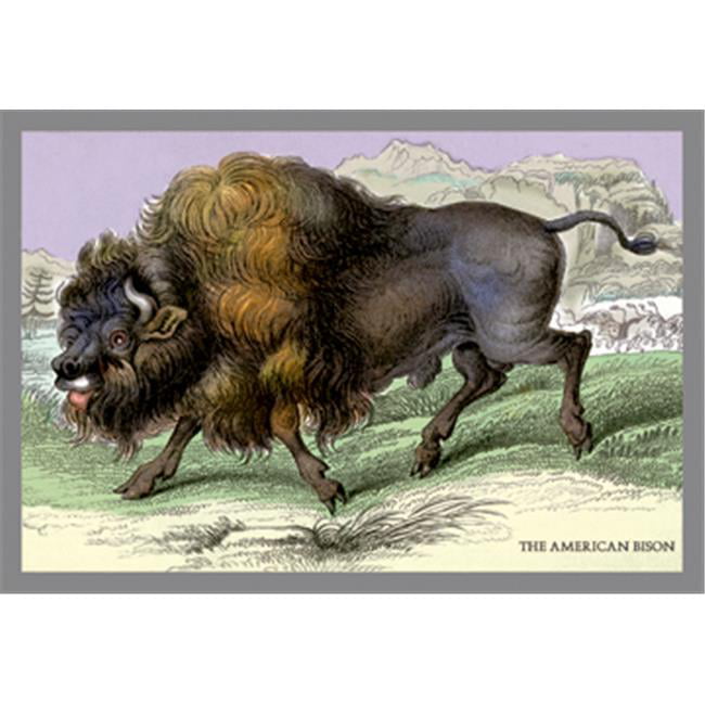 Buy Enlarge 0-587-05824-2P12x18 American Bison- Paper Size 