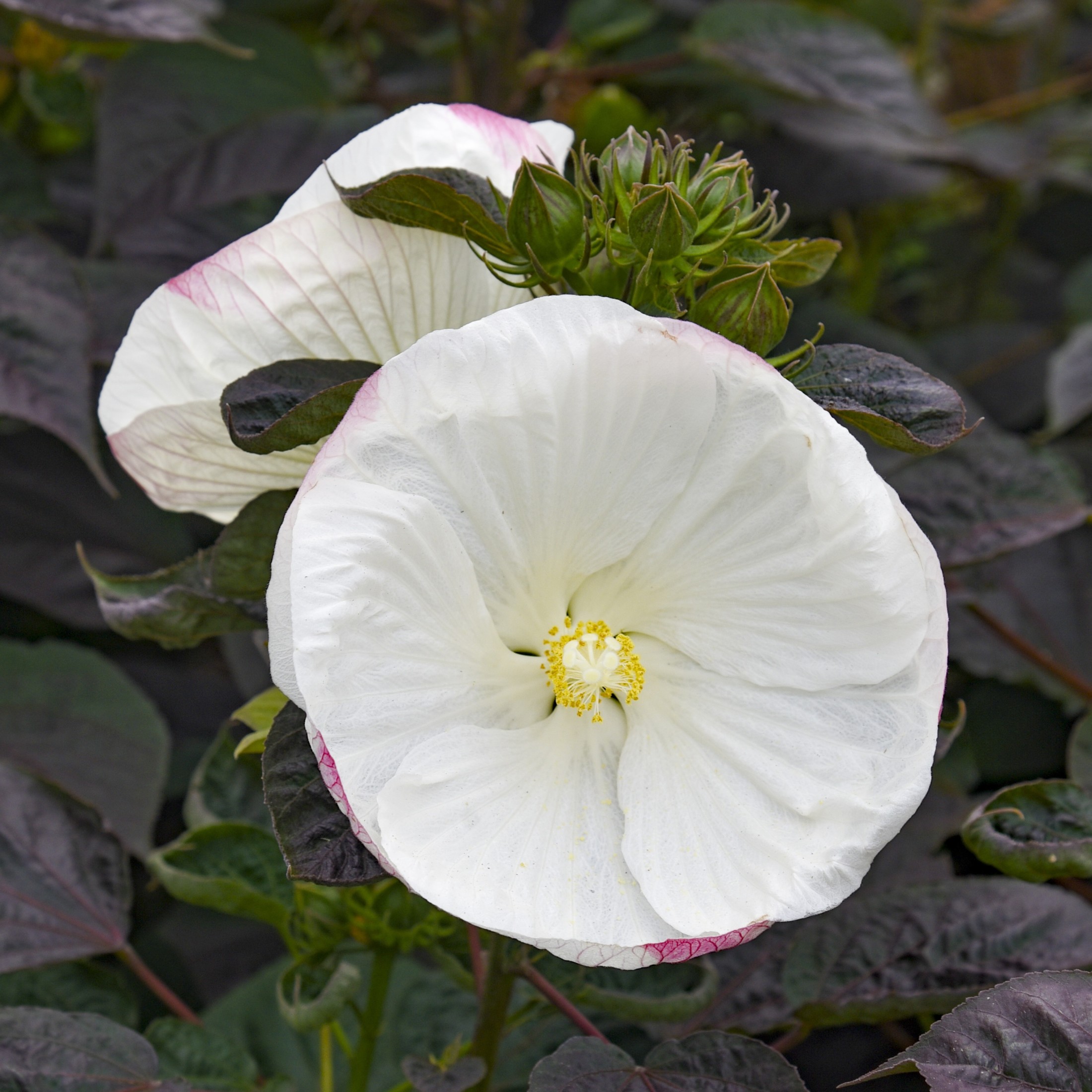Proven Winners 18" White Summerific 'Cookies and Cream' Rose Mallow Live Plant in 8.88" Pot