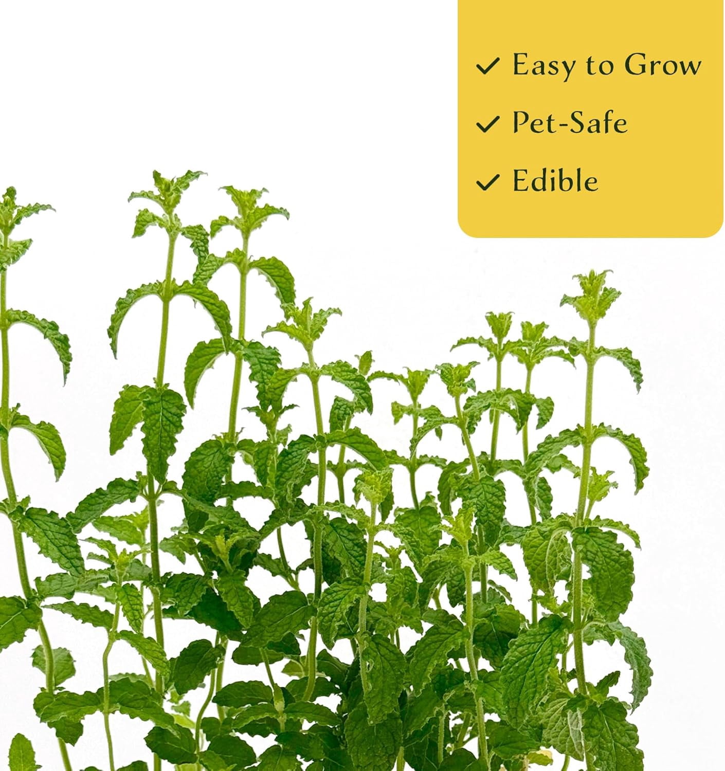Strawberry Mint, 6-Pack, Live Plants in 2.5-inch Nursery Cubes | Mentha × piperita 'Strawberry' | Easy-Care Edible Perennial Herb, Minty-Strawberry Flavor