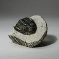 thumbnail image 4 of Genuine Asaphus intermedius Trilobite in Matrix from Morocco (273 grams), 4 of 4