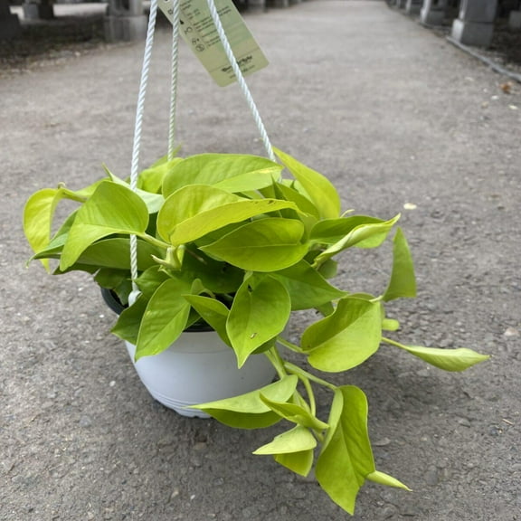 RedCrocus Neon Pothos-Vibrant Indoor Plant-Easy Care Houseplant  8" Hanging Basket