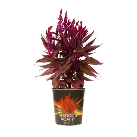Dragon's Breath 2QT Red Celosia Live Plant Sun