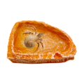 thumbnail image 5 of 2 Packs Reptile Water Dish Food Bowl for Bearded Dragon Tank Accessories, Reptile Rock Feeder for Leopard Gecko Hermit Crab Tortoise Snake, Orange, 5 of 6