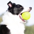 thumbnail image 2 of Pelota de goma para perros Nerf Dog con chirriador de 10 cm de diámetro Verde Nerf Dog Nerf Dog, 2 of 6