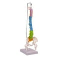 thumbnail image 4 of Modelo de vertebral Hugo Flexible PVC 16,3 cm x 12,5 cm x 50 cm, 4 of 10
