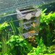thumbnail image 5 of Incubadora de acuario, caja de cría de peces, criadora de acuario de guppy, pecera, plántulas aisladas, soporte para eclosión y cría,, 5 of 5