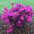 thumbnail image 2 of Direct Gardening 3 Gal. Pot PJM Elite Star Rhododendron Broadleaf Evergreen Purple Flowering Shrub, 2 of 6
