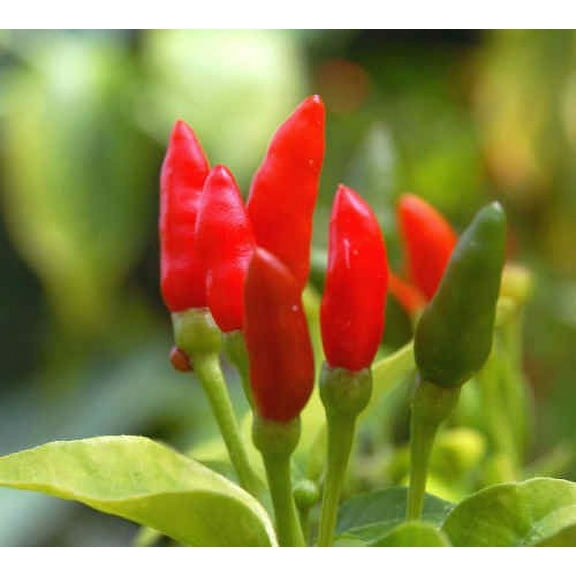 Pepper Hot Thai BULK 600 Seeds Great Heirloom Vegetable By Seed Kingdom