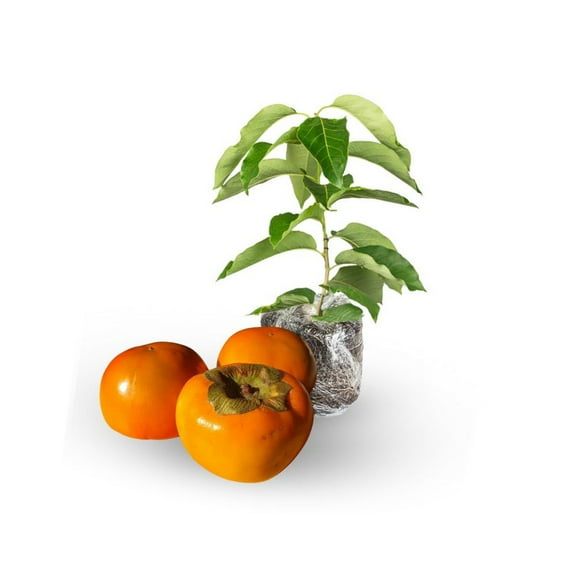 Fruit Persimmon Tree Live Plant for Home Garden, Persimmon Tree 6-10 Starter Plant