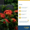 thumbnail image 5 of Island Blooms by Costa Farms 36" Tall Ixora, Direct Sunlight, Live Flowering Outdoor Plant, 5 of 8