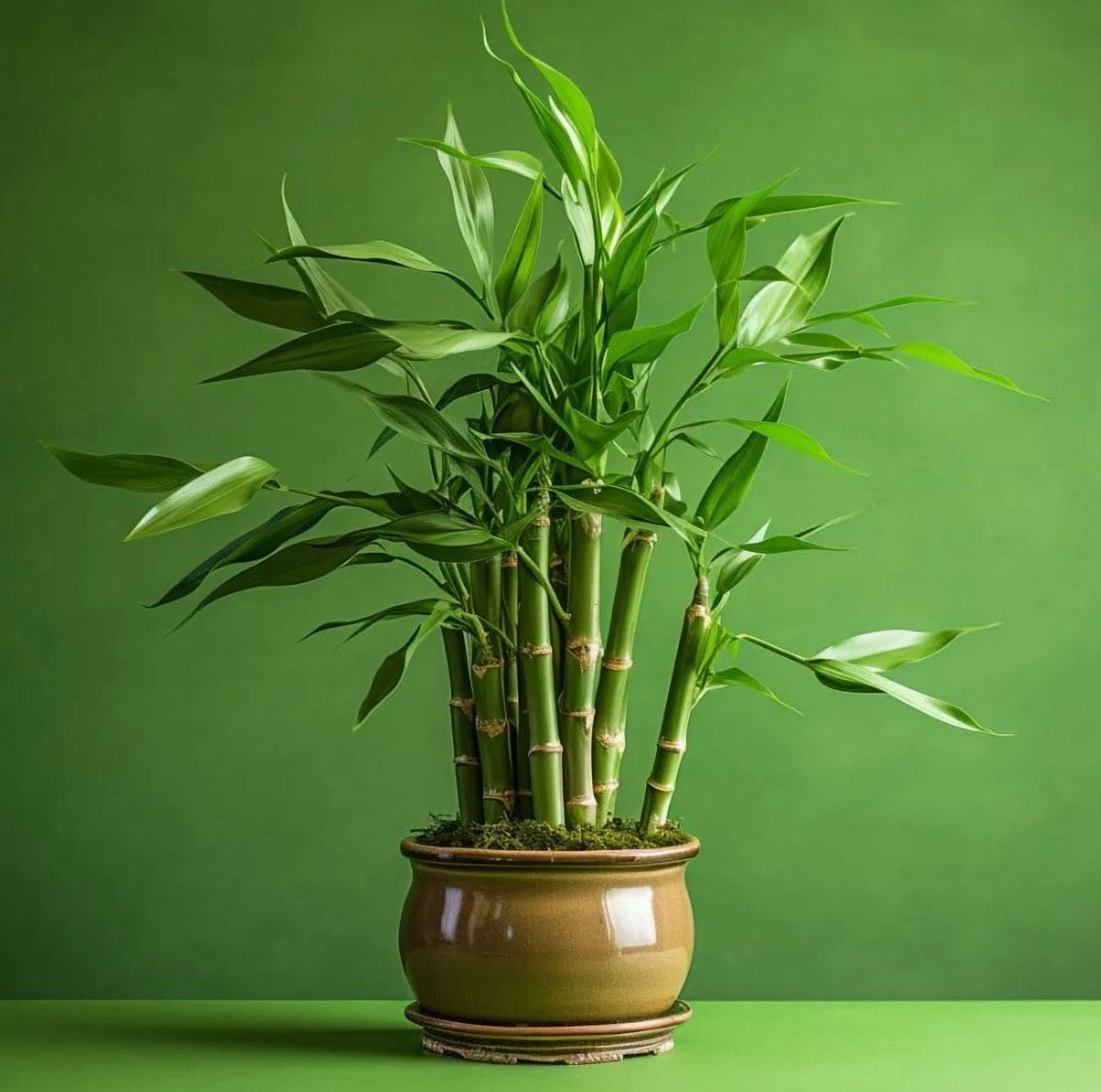 7 Lucky Bamboo Plant Seeds for Planting - Dracaena Sanderiana - Perennial  Ornamental Plant