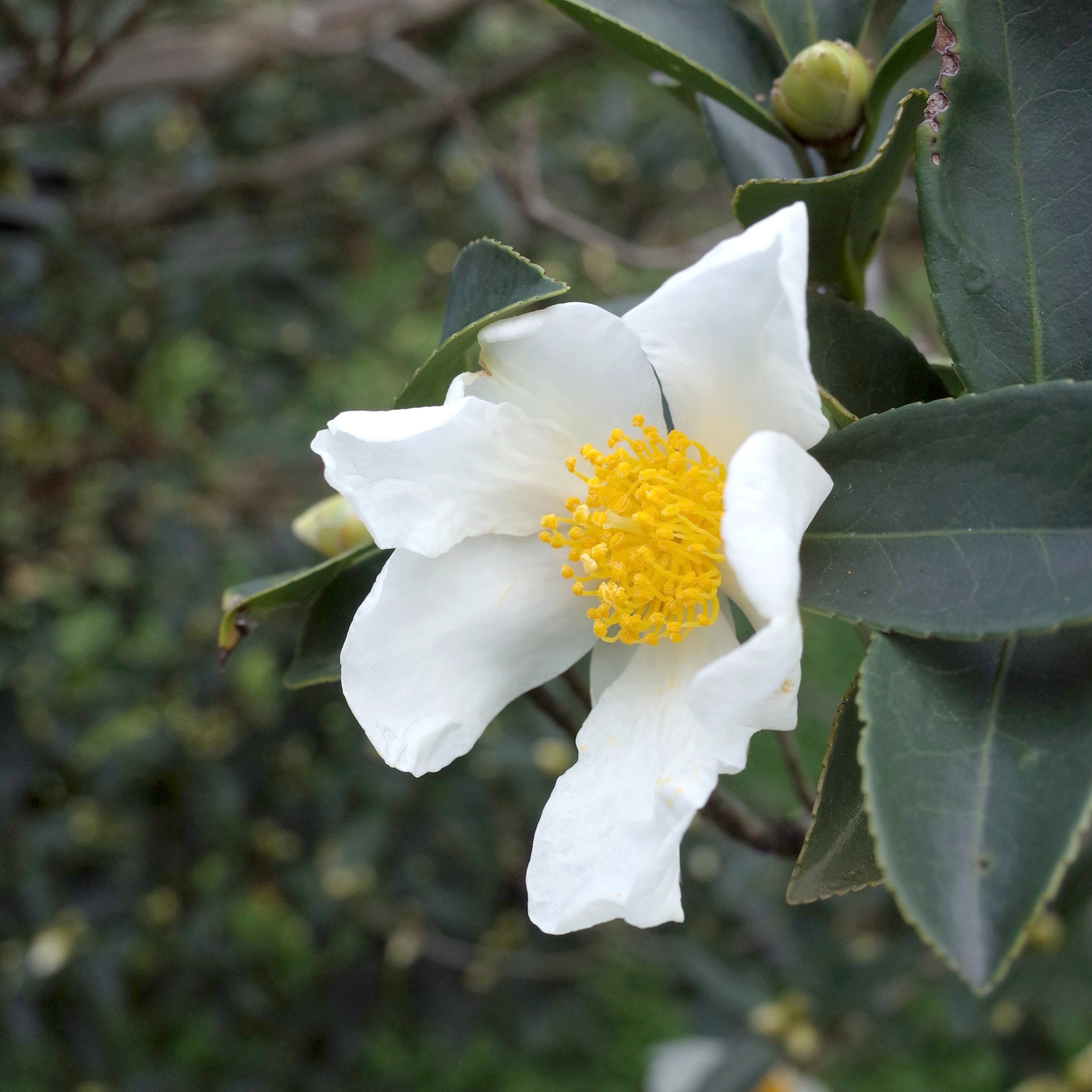 National Plant Network 1 gal. Camellia Sasanqua Daydream Believer Shrub