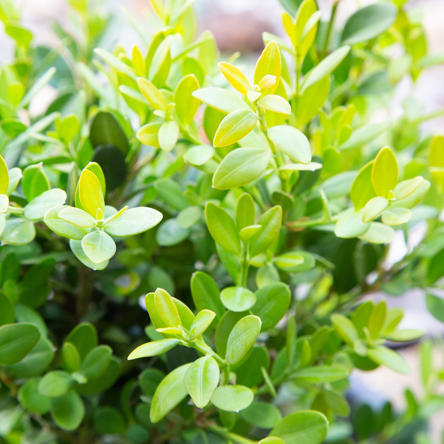Expert Gardener Green Velvet Boxwood (2.5 Gallon) Low-Maintenance Evergreen Hedge Shrub - Full Sun Outdoor Plant