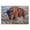 Bison Prairie Grazing, variant on Stupell Industries Rustic Lodge Bison Grazing Tall Grass Black Floating Frame Canvas Art, 21 x 17, by Nathan Larson