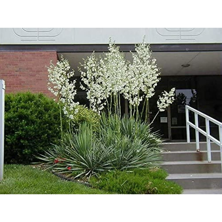 Adams Needle, Yucca filamentosa Shrub Seeds - Showy Hardy Evergreen (30 Pack) - Walmart.com