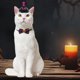 thumbnail image 5 of Ropa De Poliéster Para Mascotas Disfraz de sombrero de bruja para mascotas, ajustable, para gatos y perros, para fiesta de Halloween, con collar JASKFLY, 5 of 6