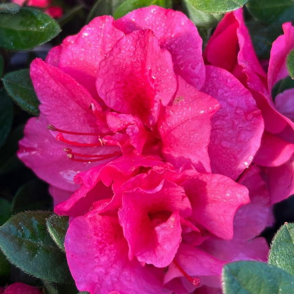 Encore® Autumn Rouge™ Azalea - Rhododendron ‘Conlea'